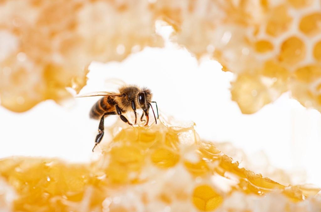 Weetjes over bijen